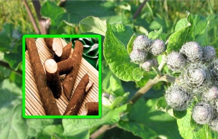 La bardana es muy valorada en el tratamiento de la artrosis de la articulación de la rodilla mediante remedios caseros. 