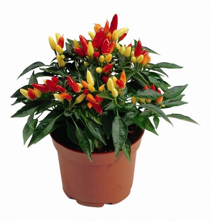capsicum capsicum en HondroFrost para poliartritis